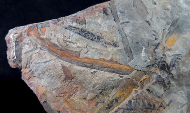 Pecopteris sp. (BRONGNIART 1822) & Calamites sp. BRONGNIART 1828   - Bild © FossNet FossilienStore